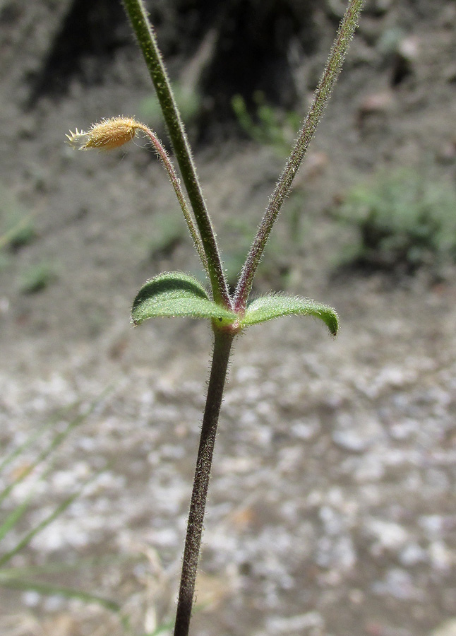 Image of Cerastium holosteoides specimen.