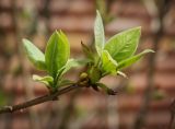 Syringa vulgaris