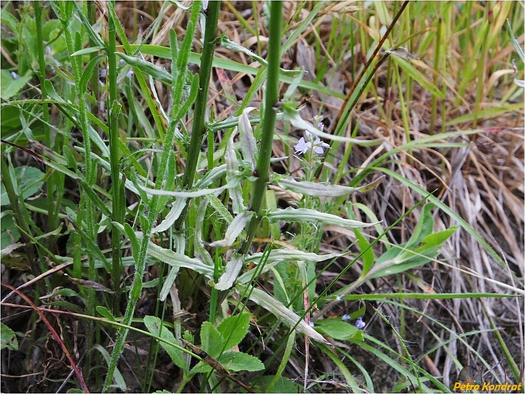 Image of Jasione montana specimen.