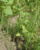 genus Solanum