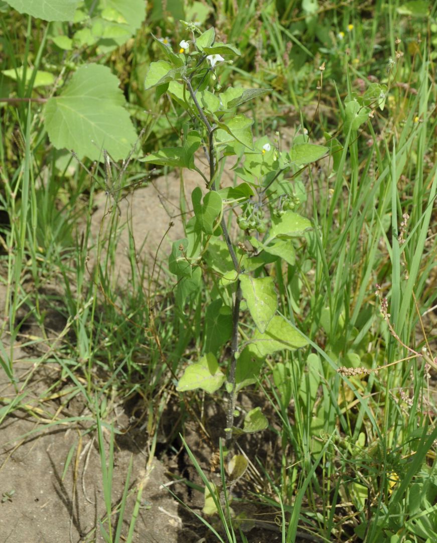 Image of genus Solanum specimen.