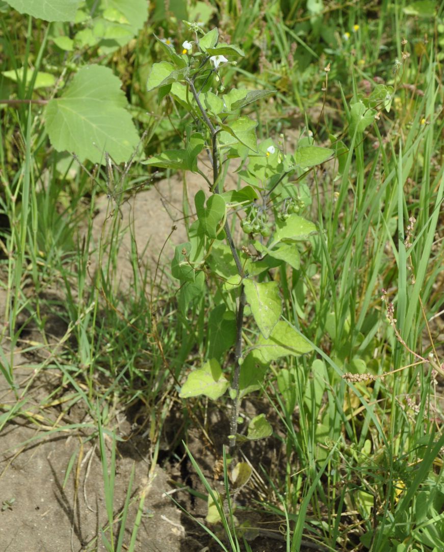 Изображение особи род Solanum.