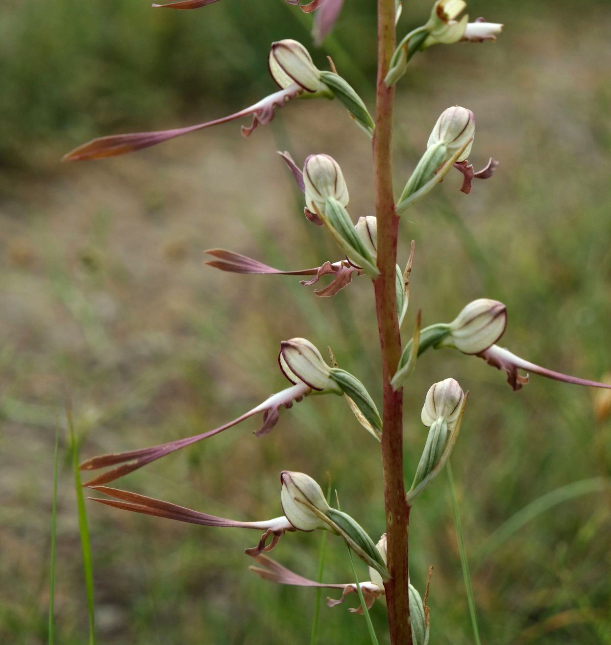 Image of Himantoglossum caprinum specimen.