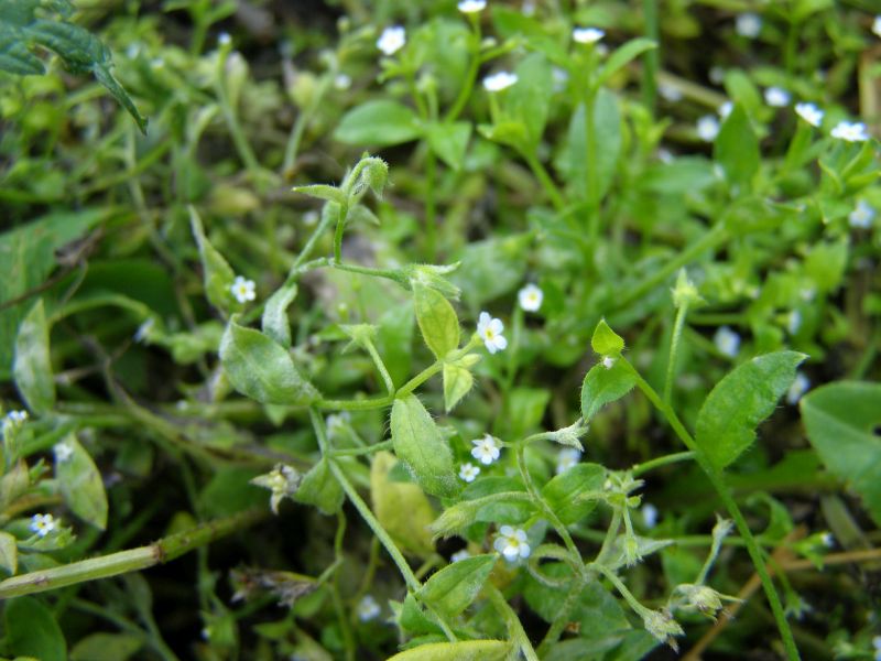 Image of Myosotis sparsiflora specimen.