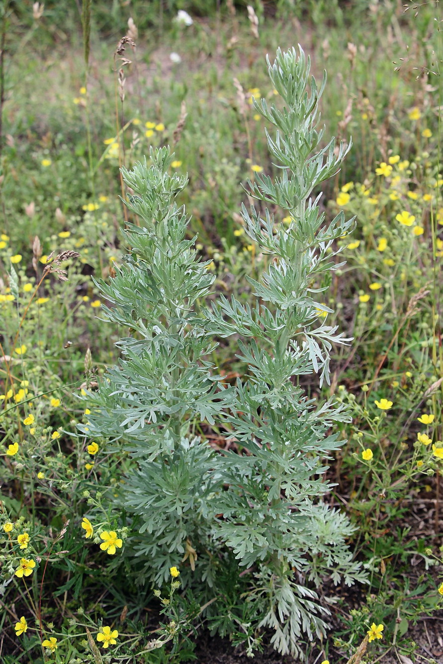 Изображение особи Artemisia absinthium.