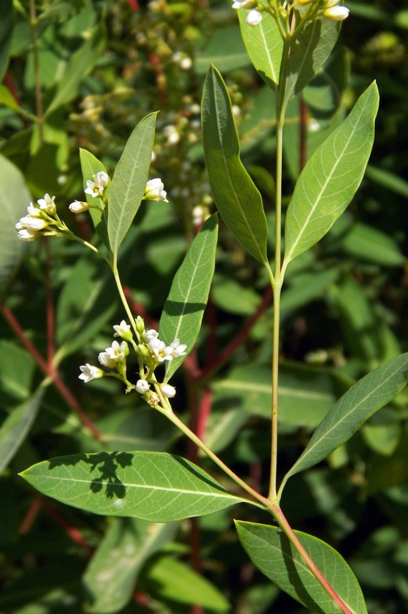 Image of Apocynum cannabinum specimen.