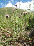 Erigeron pseudoseravschanicus. Цветущее растение. Южный Казахстан, Таласский Алатау, запов. Аксу-Жабаглы, урочище Каскабулак, выс. 2600 м н.у.м., разнотравный луг на склоне сев. экспозиции. 16 июля 2017 г.