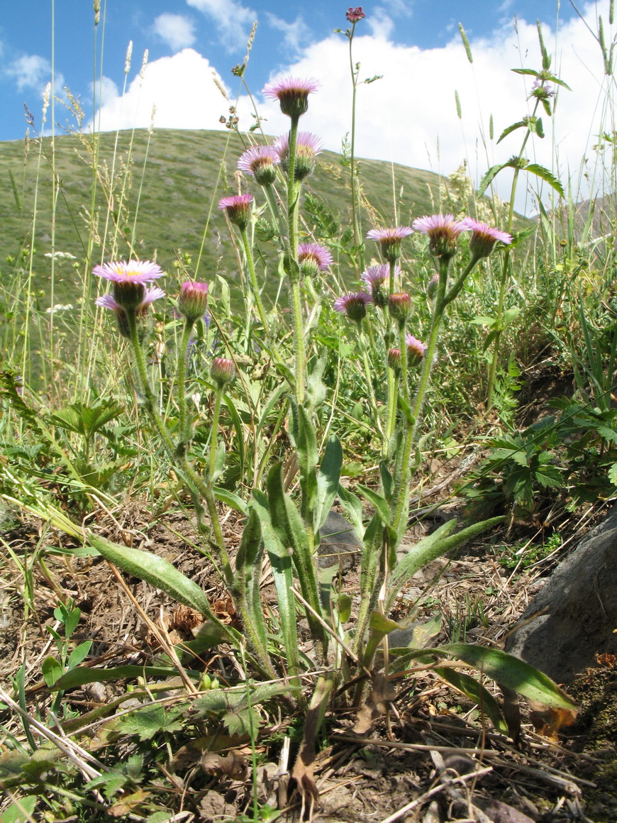 Image of Erigeron pseudoseravschanicus specimen.