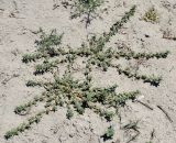 Amaranthus blitoides