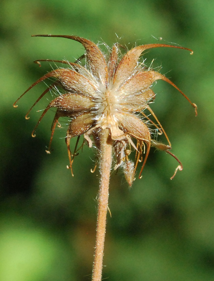 Изображение особи Geum urbanum.