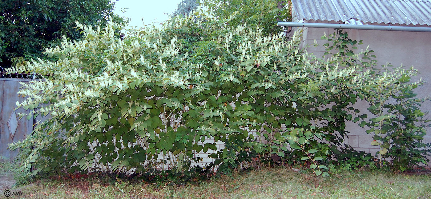 Image of Reynoutria japonica specimen.