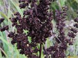 Rumex crispus. Часть соплодия. Украина, Ивано-Франковская обл., Долинский р-н, окр. г. Долина, необрабатываемый луг, разнотравье. 09.09.2017.