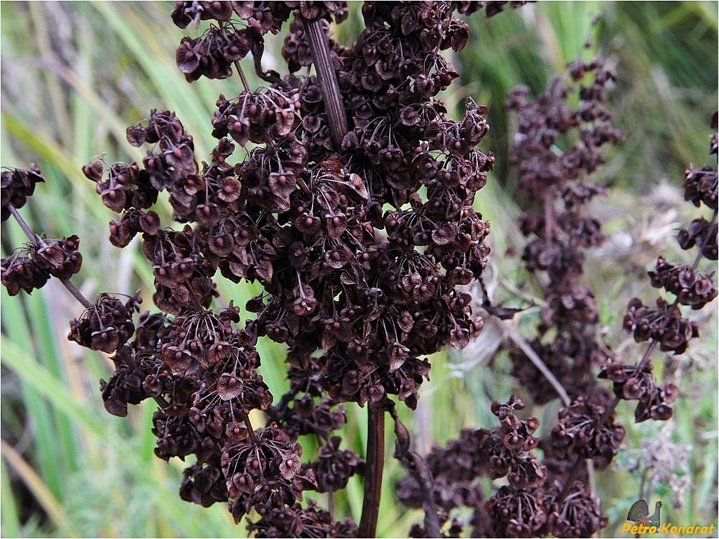 Image of Rumex crispus specimen.