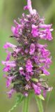 Betonica officinalis