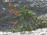Pyracantha coccinea. Плодоносящее растение. Крым, Бахчисарайский р-н, окр. пгт Куйбышево. 17.09.2017.