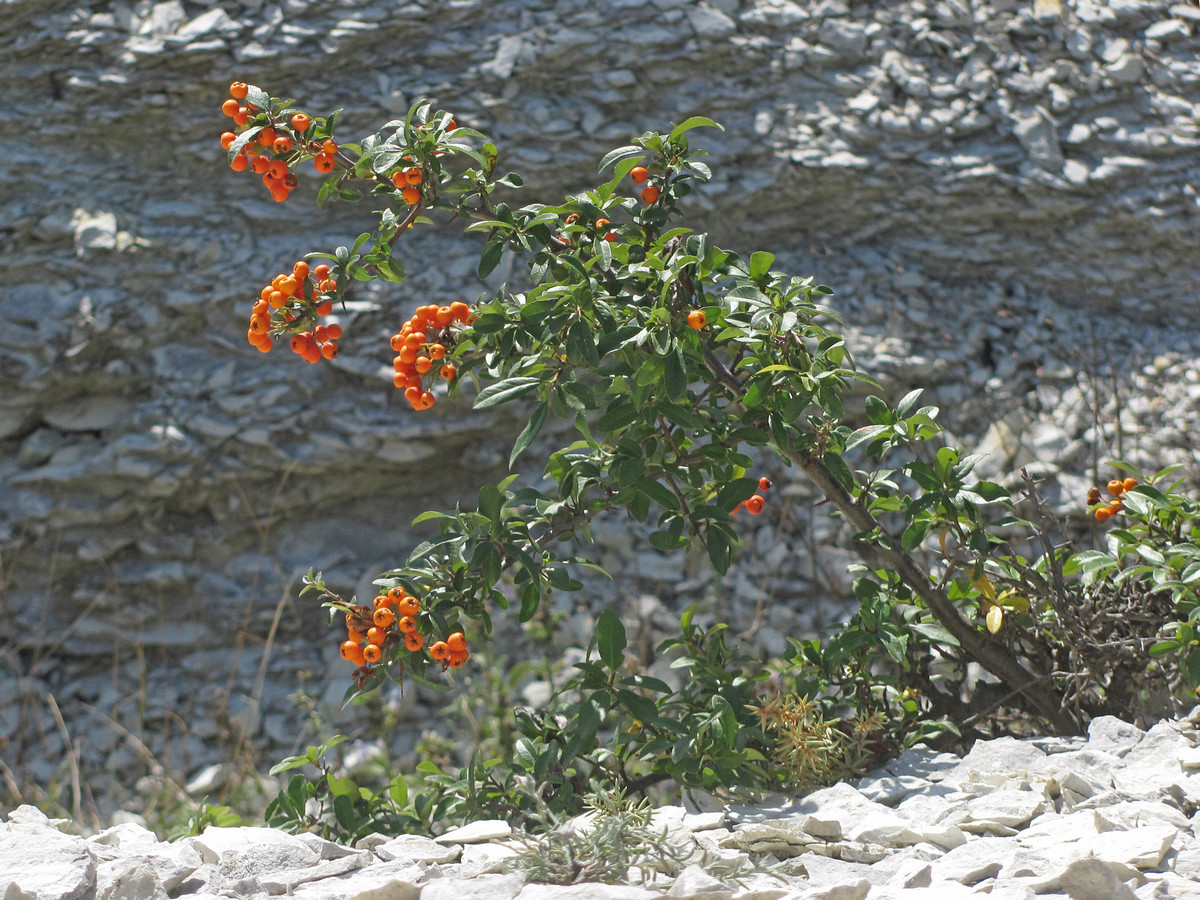 Изображение особи Pyracantha coccinea.