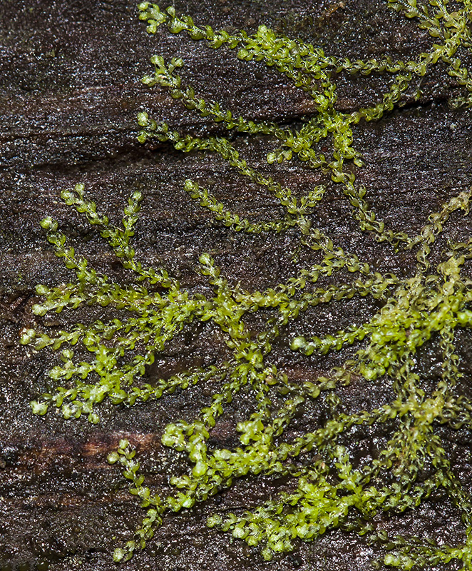Image of Nowellia curvifolia specimen.