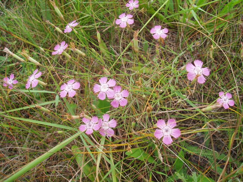 Изображение особи Dianthus campestris.