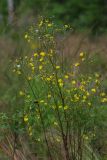 Crepis tectorum. Цветущее растение. Ленинградская обл., Всеволожский р-н, окр. дер. Лаппелово, очищенная от деревьев полоса между ж.-д. путями и смешанным лесом. 30.07.2017.