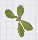 Cordia parvifolia