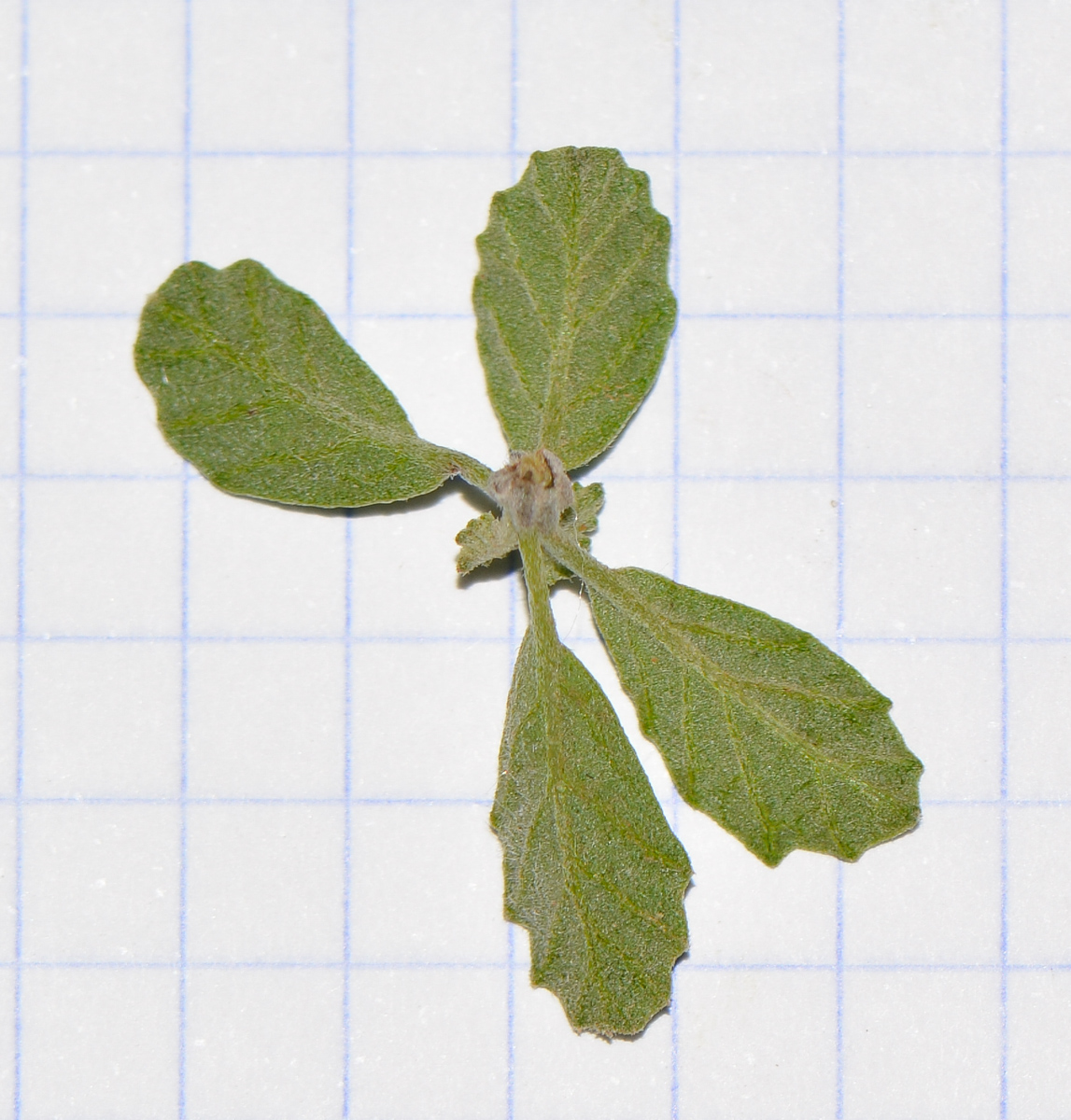 Изображение особи Cordia parvifolia.