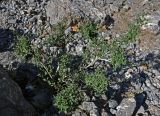 Lonicera altmannii. Плодоносящее растение. Таджикистан, Фанские горы, верховья р. Чапдара, ≈ 2800 м н.у.м., осыпающийся каменистый склон. 30.07.2017.