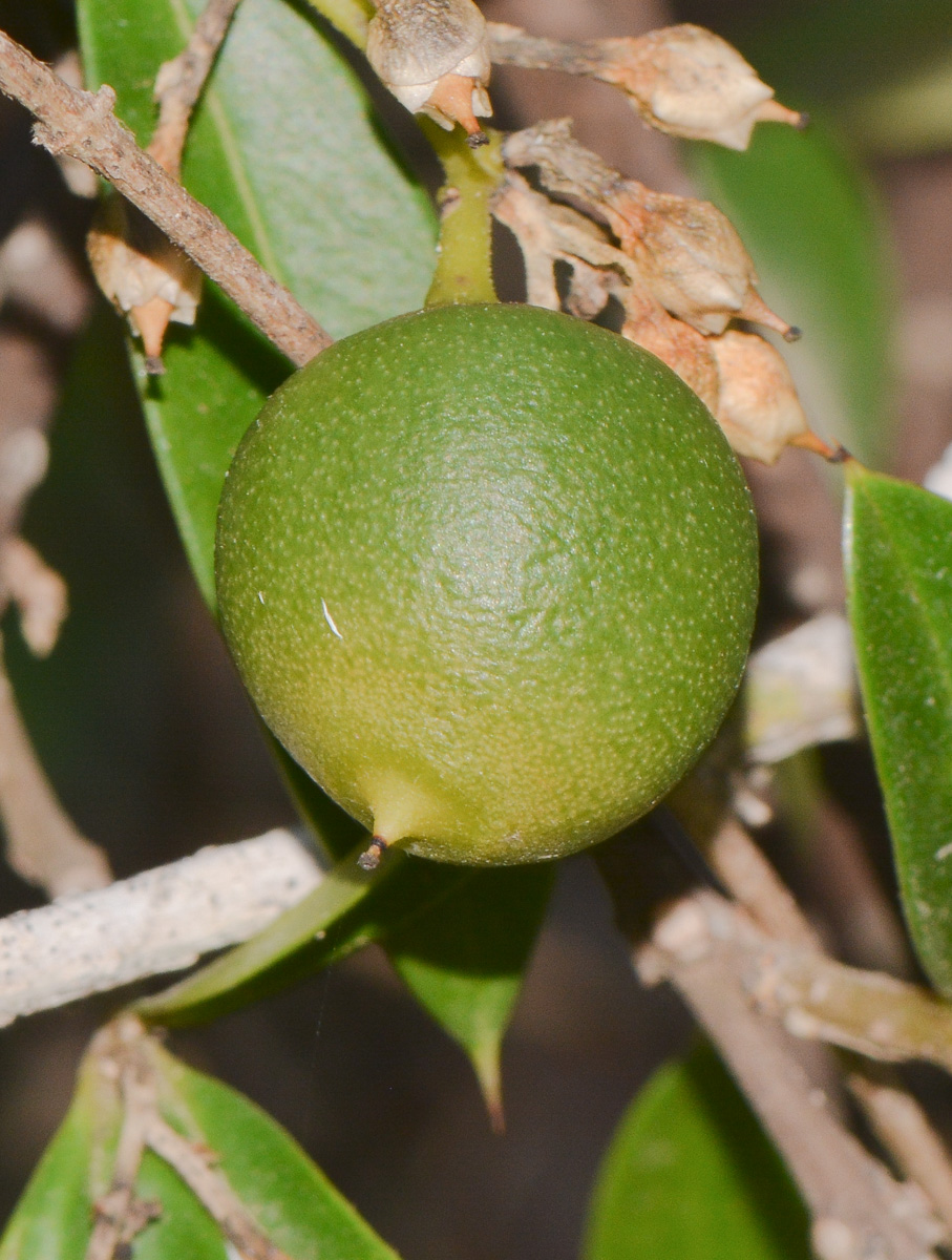 Изображение особи Bonellia macrocarpa.