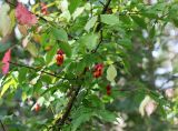 Euonymus verrucosus