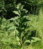 Verbascum lychnitis