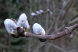 Salix caprea