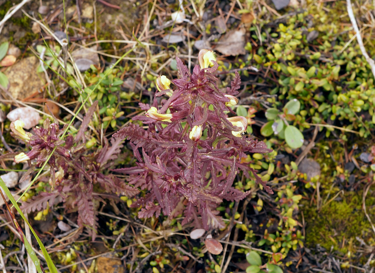 Изображение особи Pedicularis labradorica.