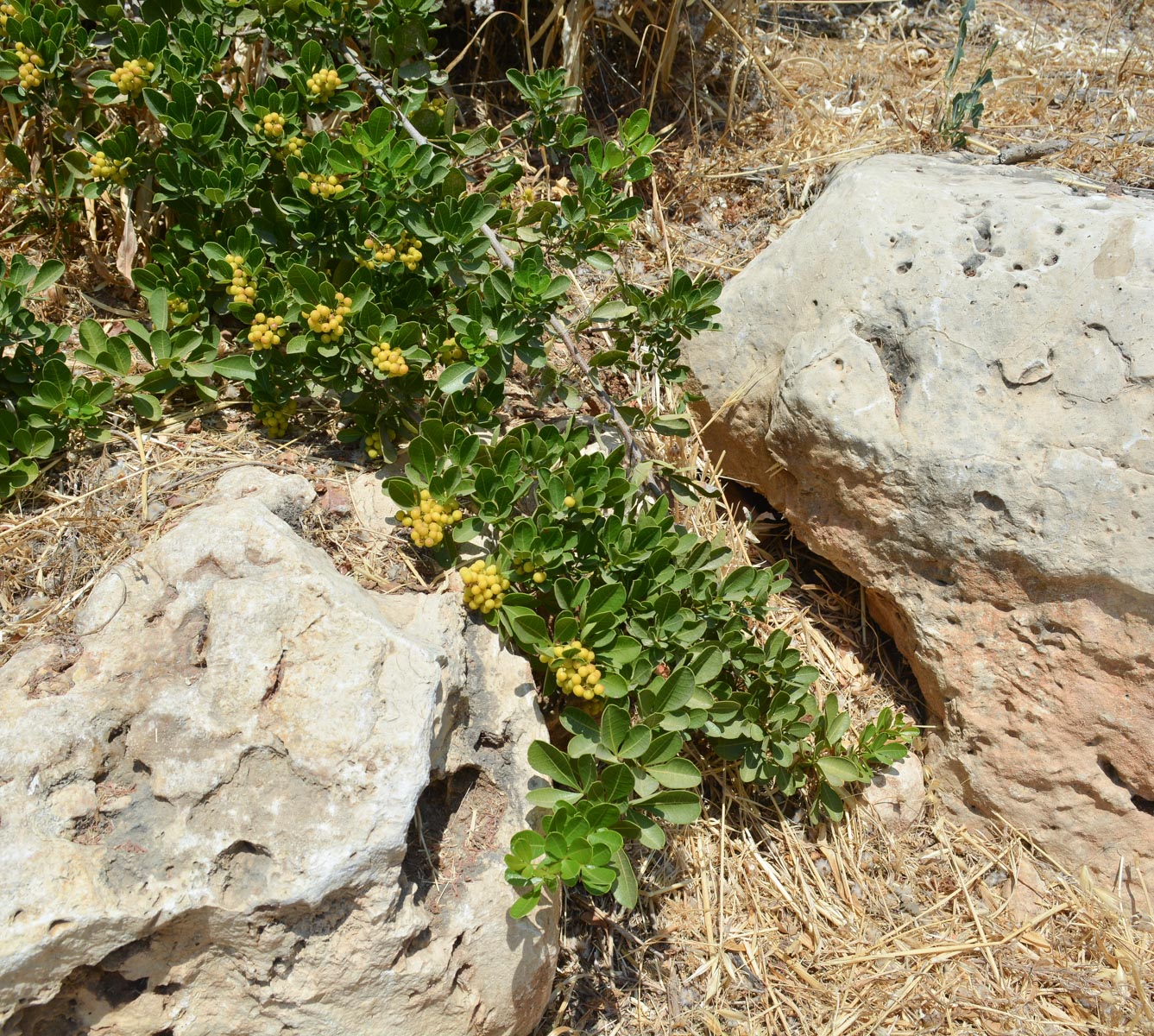Image of Searsia glauca specimen.