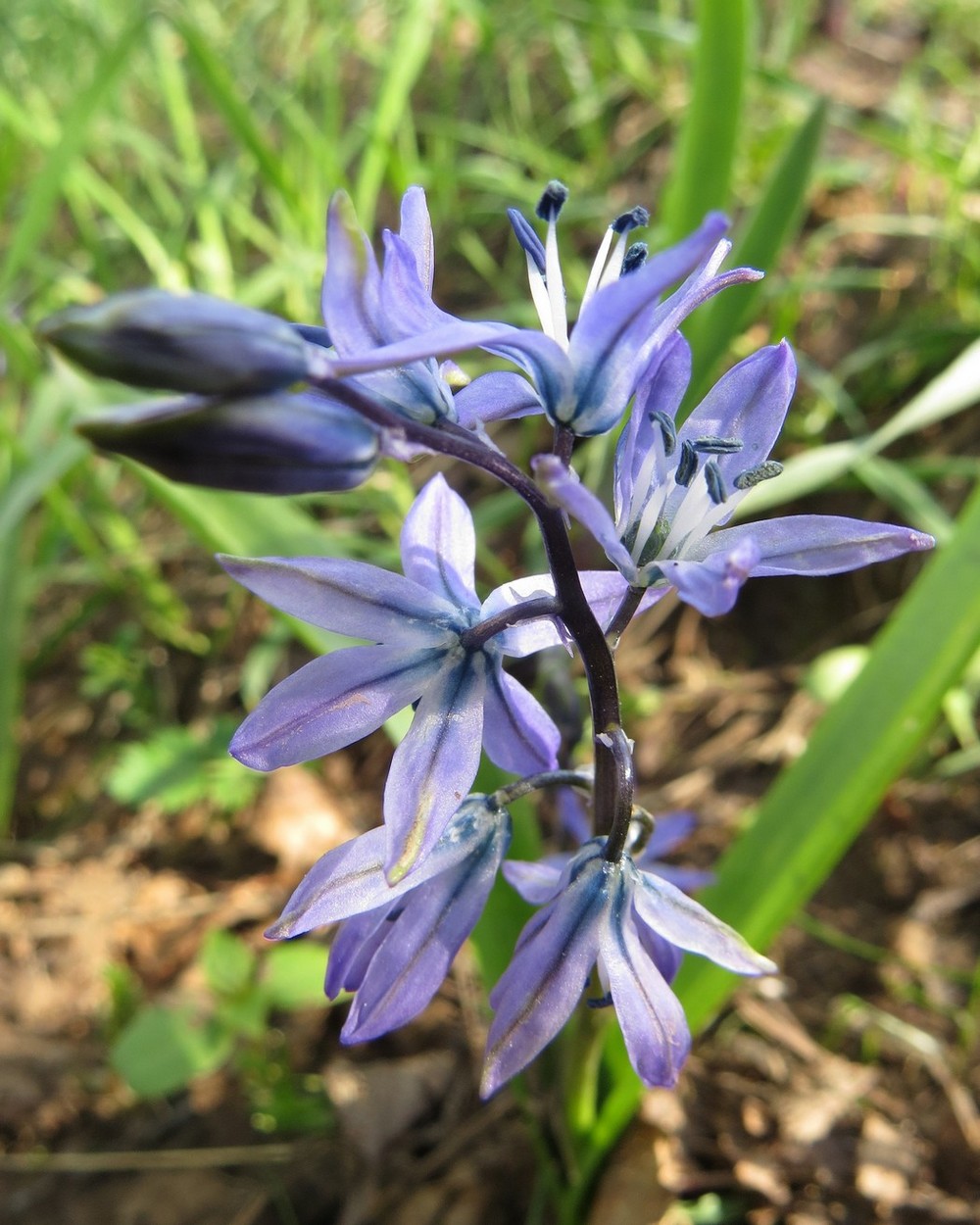 Image of Scilla vvedenskyi specimen.