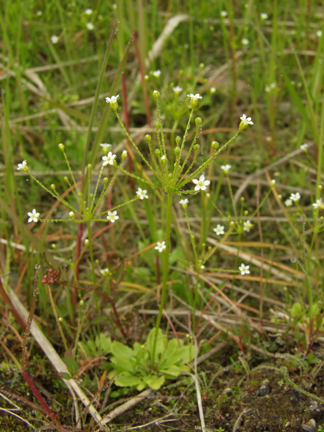 Image of Androsace filiformis specimen.