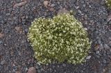 Minuartia inamoena. Цветущее растение. Кабардино-Балкария, южный склон Эльбруса, тропа, идущая по боковой морене к леднику Малый Азау, ≈ 3150 м н.у.м. 31.07.2009.