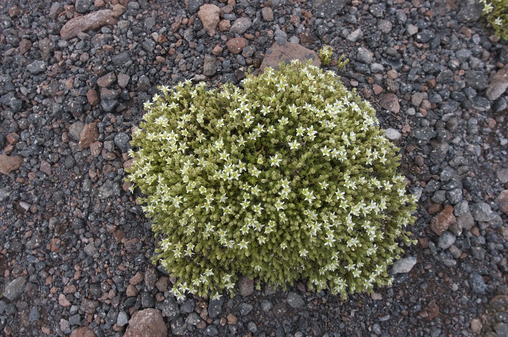 Image of Minuartia inamoena specimen.