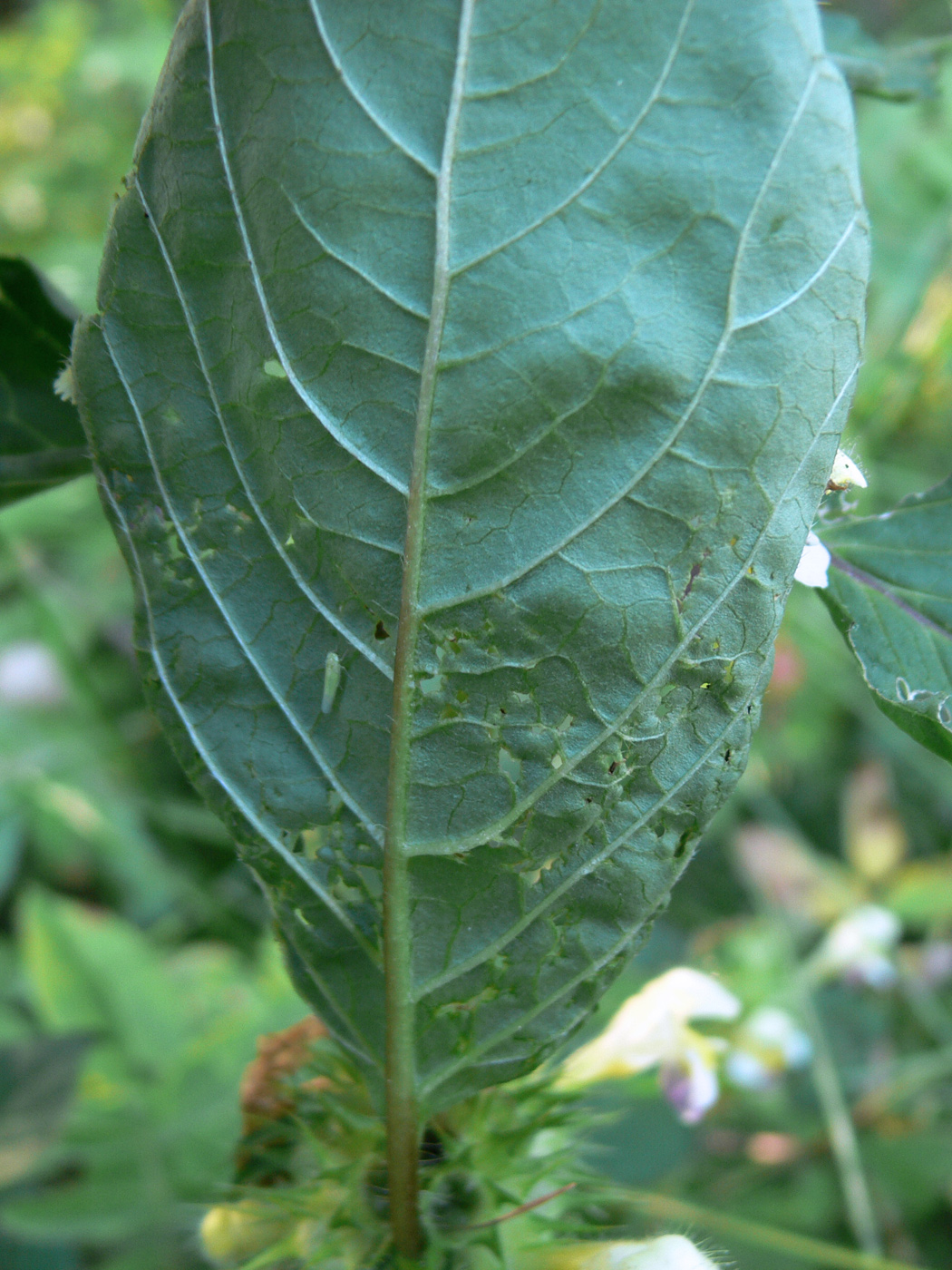 Image of Galeopsis speciosa specimen.