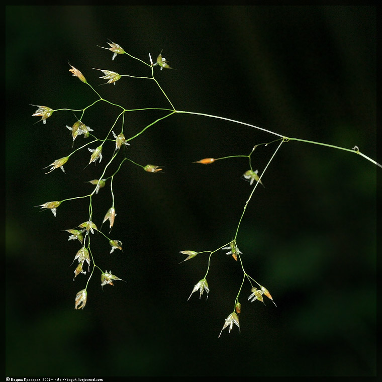 Image of Avenella flexuosa specimen.