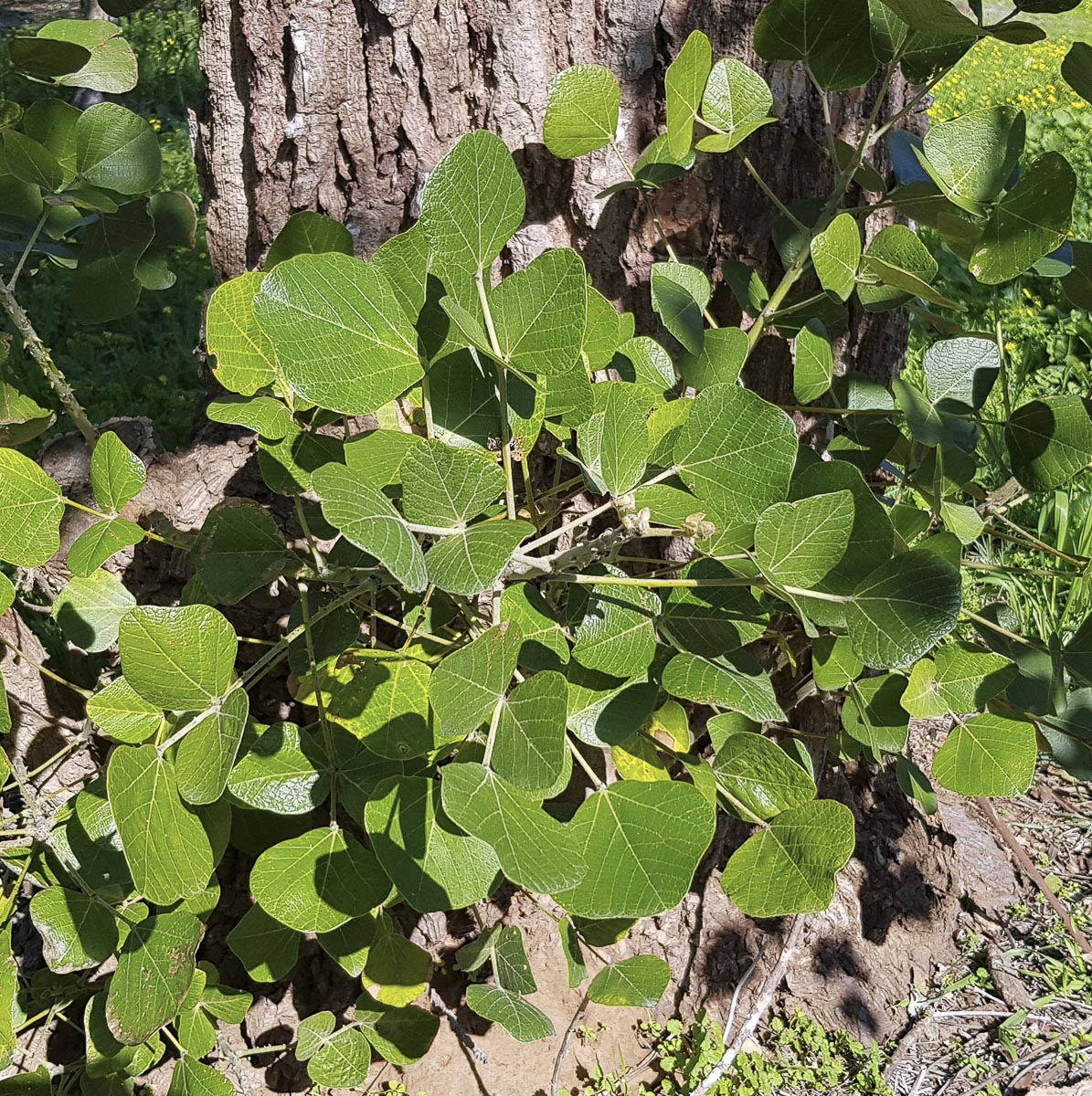 Image of Erythrina abyssinica specimen.