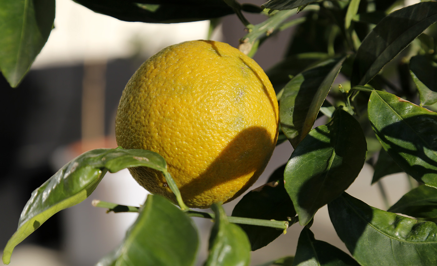 Image of Citrus sinensis specimen.