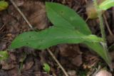 Hieracium vagum