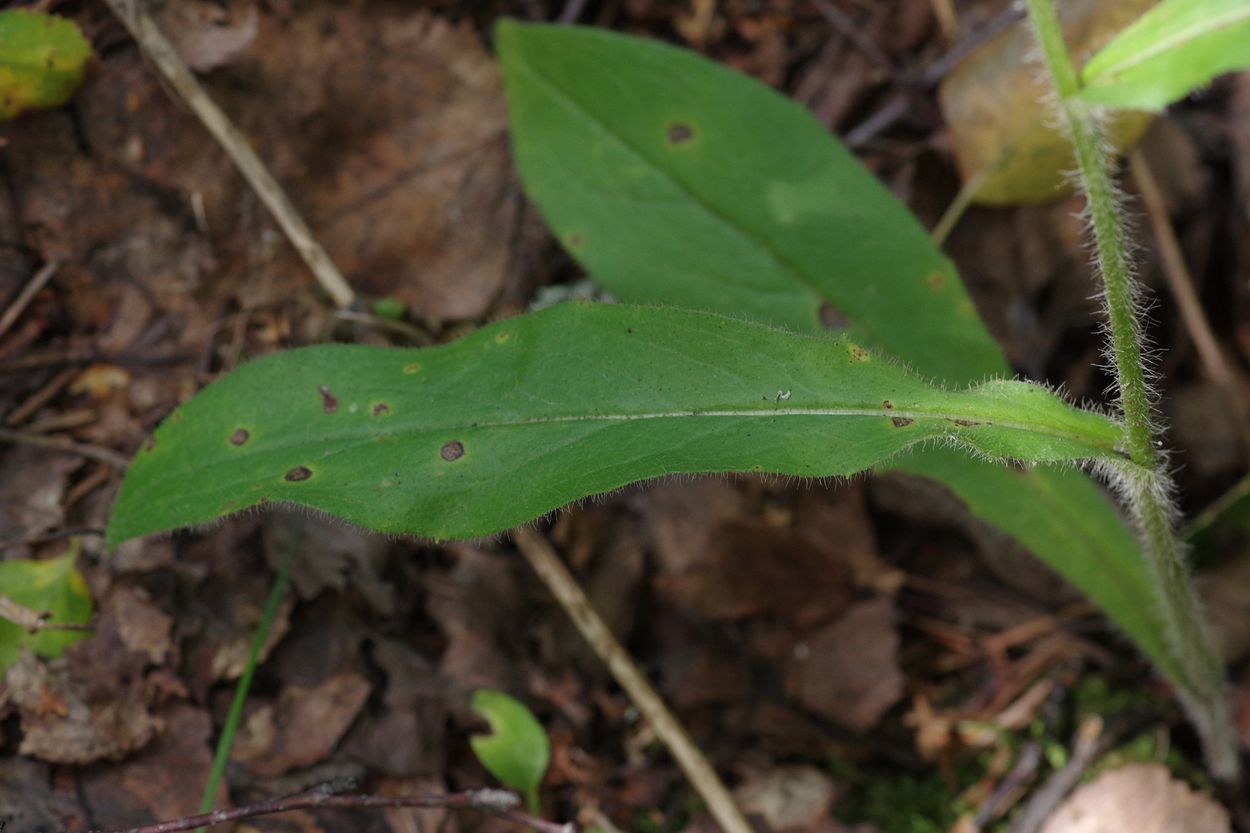 Изображение особи Hieracium vagum.