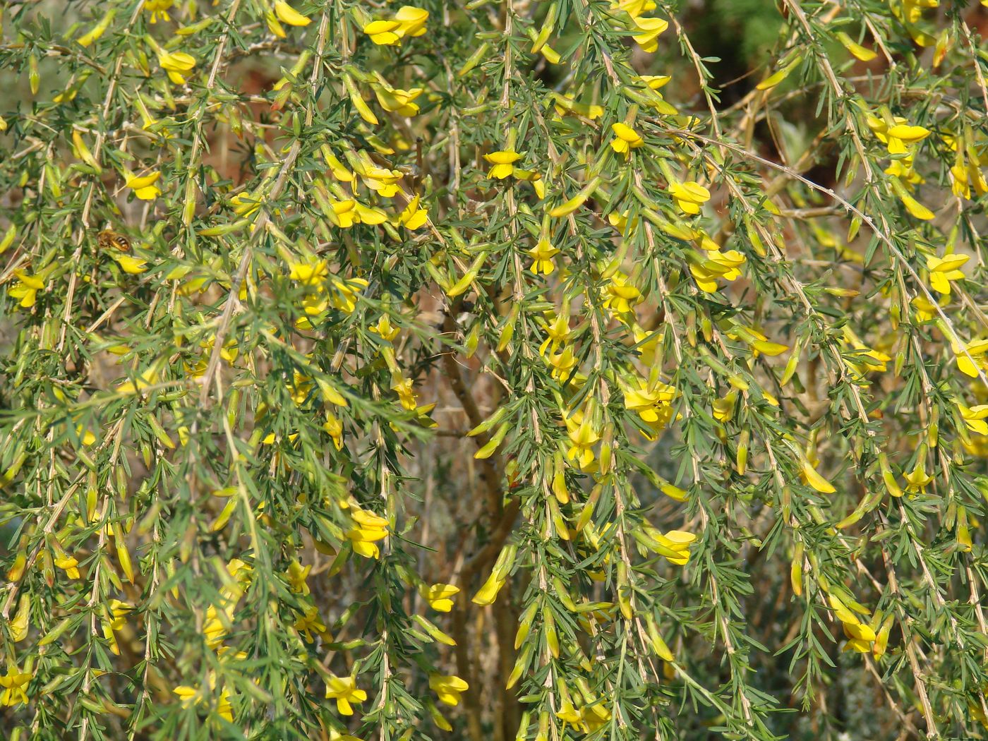 Image of Caragana pygmaea specimen.