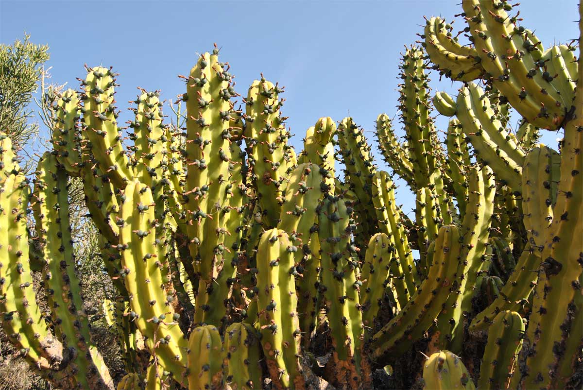 Image of Myrtillocactus geometrizans specimen.