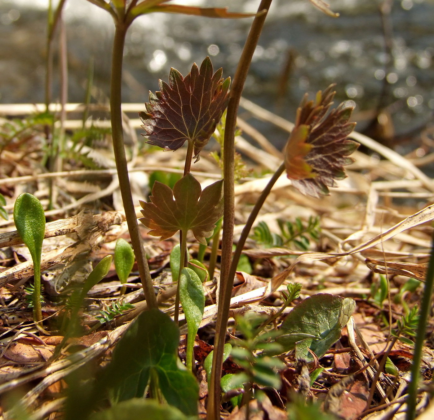 Image of Ranunculus monophyllus specimen.