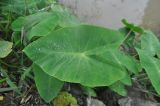 Colocasia esculenta. Лист. Китай, Гуанси-Чжуанский автономный р-н, окр. деревни Мингши, берег пруда. 6 марта 2016 г.