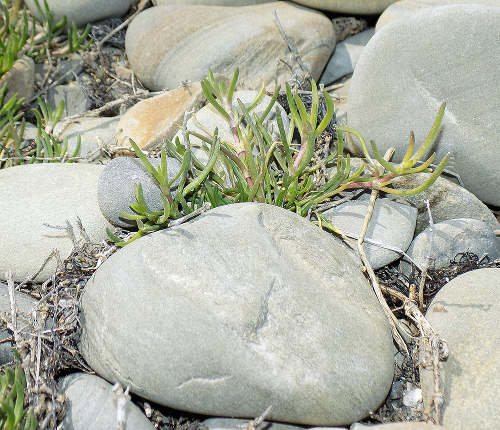 Image of Spergularia media specimen.