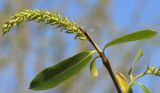 genus Salix
