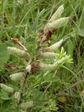 Chamaecytisus lindemannii. Ветвь с плодами. Днепропетровская обл., балка в верховьях р. Самоткань. 23.05.2010.