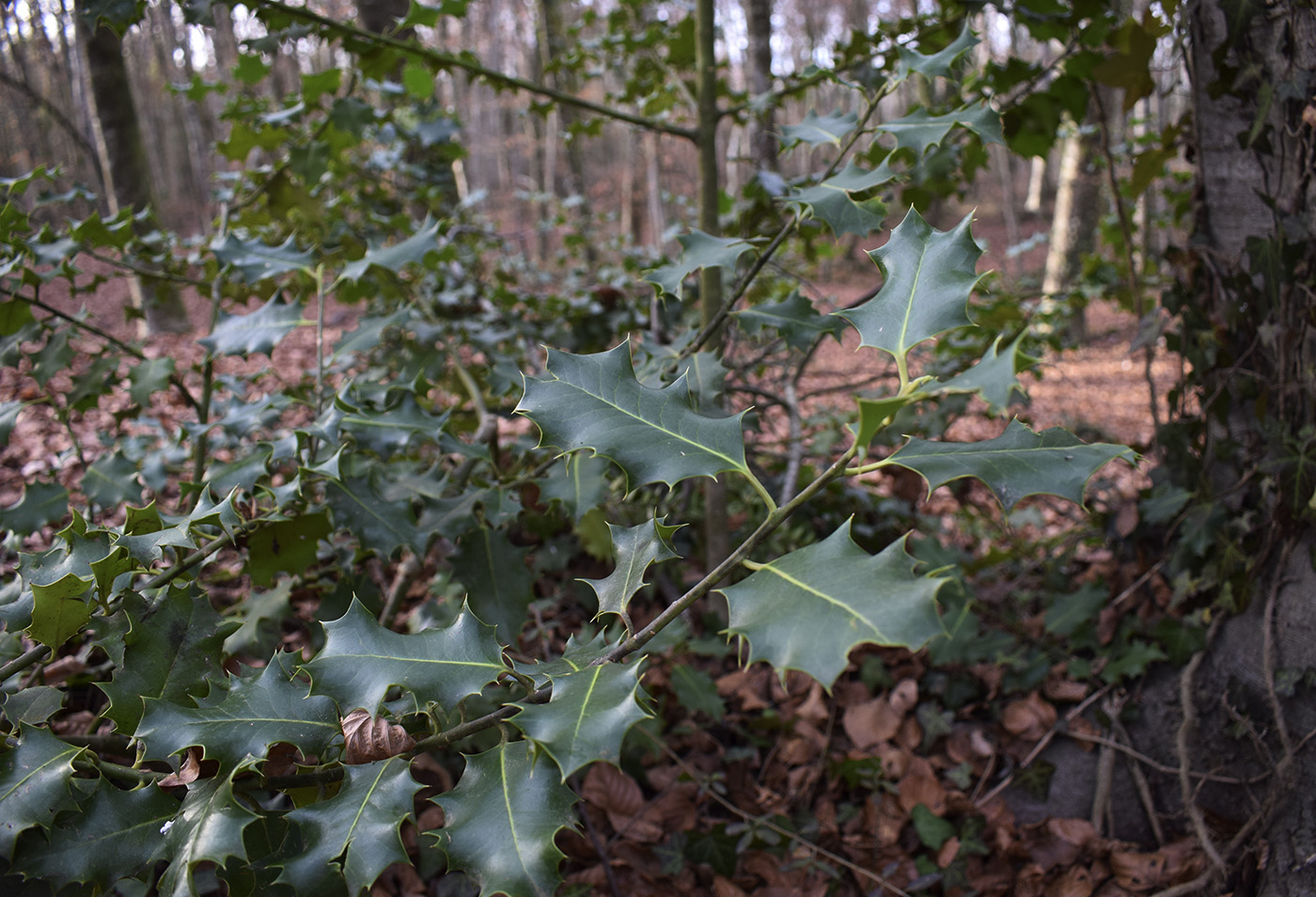 Image of Ilex aquifolium specimen.